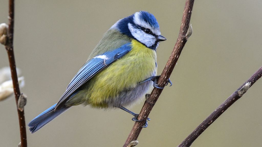 Nog nooit zo veel pimpelmezen in Nederland geteld