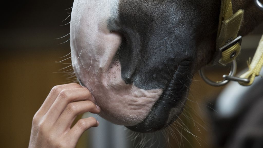 Foto: Vlaamse vrouw (22) overleden na trap van paard