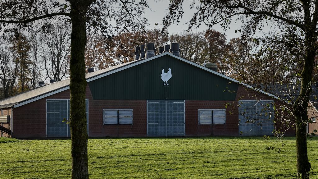 Vogelgriep in Bennekom en Swifterbant, tienduizenden kippen afgemaakt
