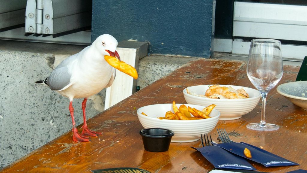 Onderzoek: zo jaag je hongerige zeemeeuwen het beste weg