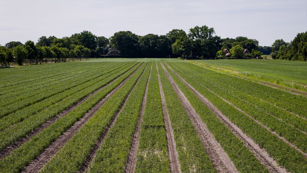 CBS: gebruik bestrijdingsmiddelen in landbouw met een vijfde afgenomen