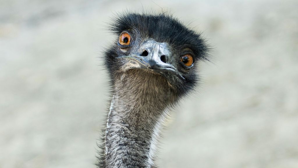 Huh? Ontsnapte emoe zorgt voor chaos in Katwijk