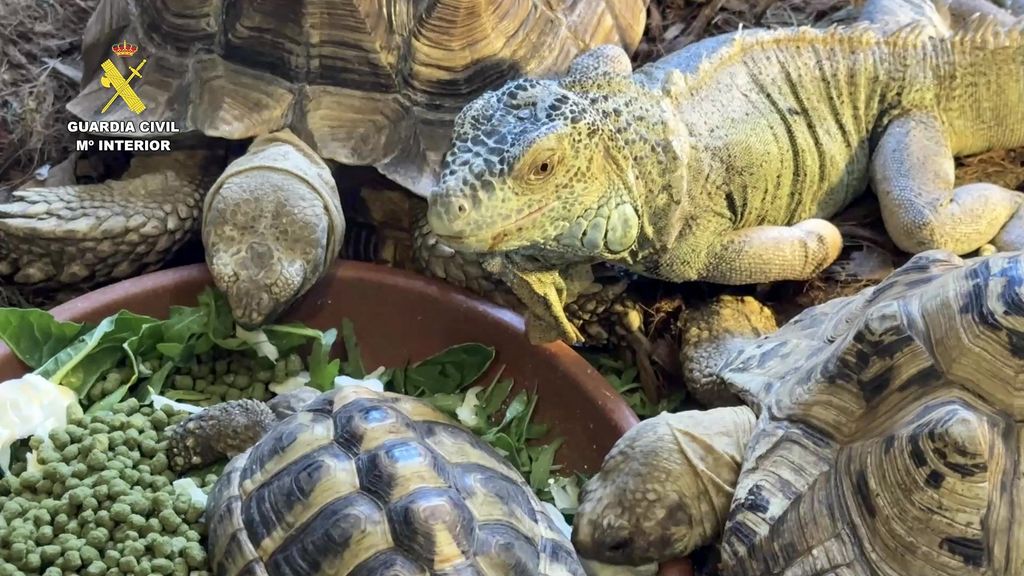 Spaanse politie vindt illegaal asiel met bijna 500 dieren