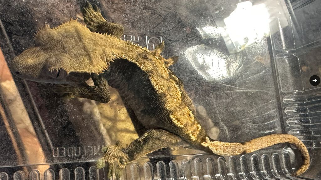 Foto: Spaanse politie neemt 472 exotische dieren in beslag bij nepasiel