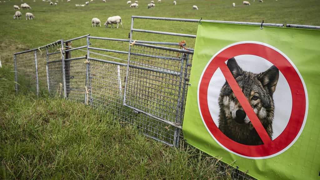 Foto: In 40 weken bijna evenveel wolvenaanvallen op vee als in heel 2024