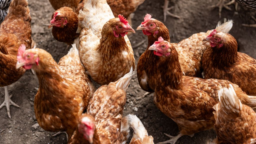 Vogelgriep op boerderij in Terschuur, alle 62.000 kippen gedood