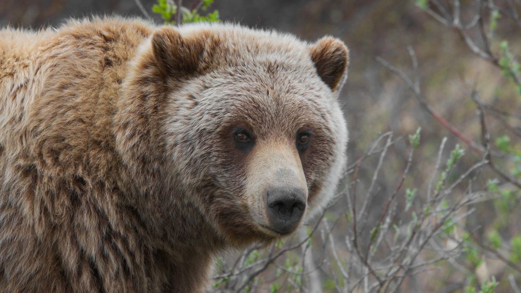 Foto: Grizzlybeer valt groep scholieren aan in Canada, drie leerlingen en leraar zwaargewond