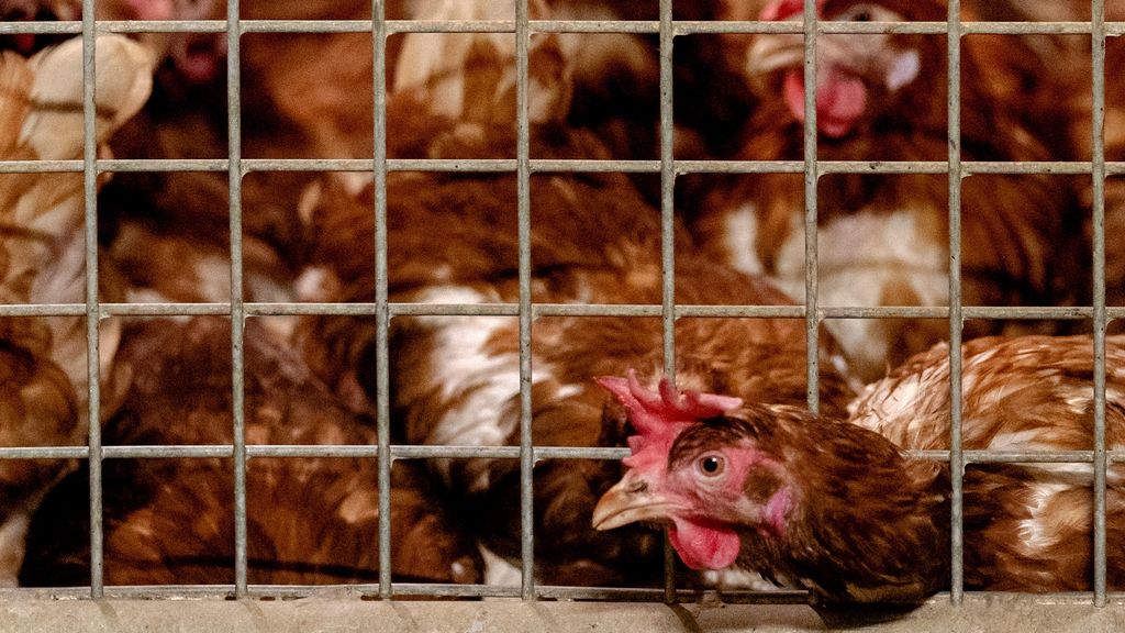 Nog meer vogelgriep ondanks ophokplicht, hoe kan dat?