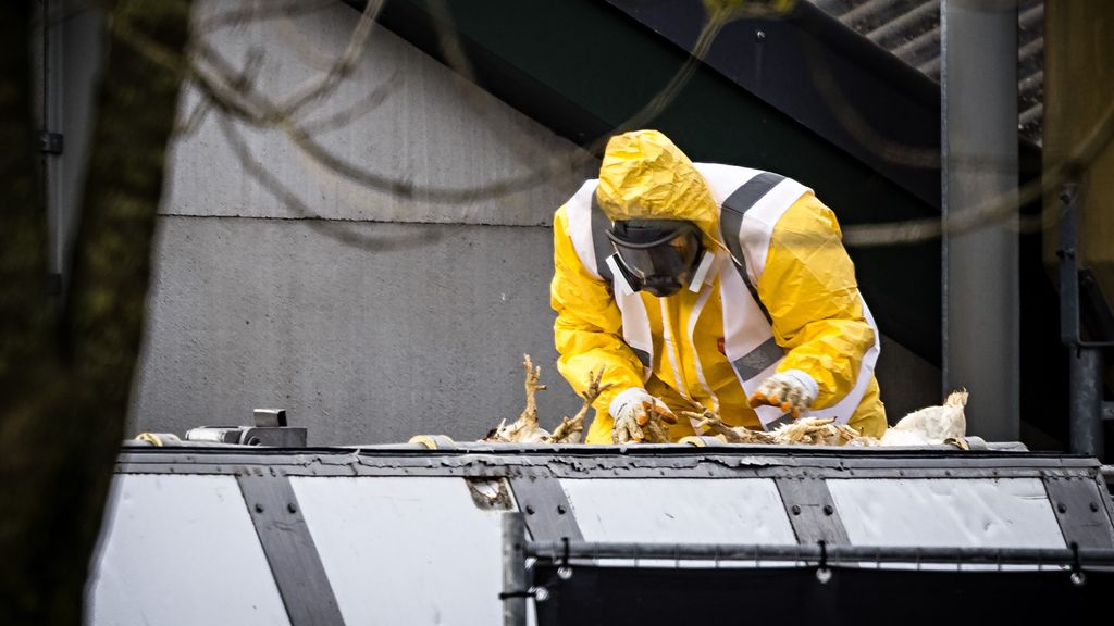 Foto: Nog meer vogelgriep ondanks ophokplicht, hoe kan dat?