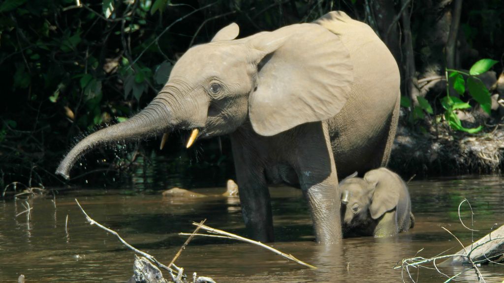 Poeponderzoek toont aan: meer bosolifanten dan gedacht