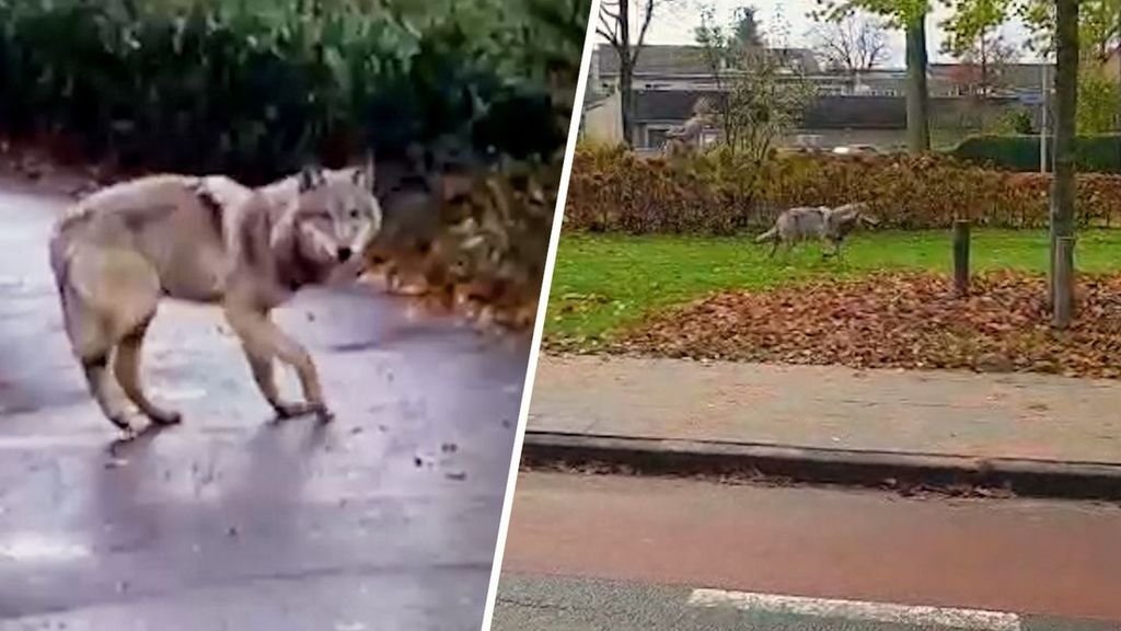 Wolf van heel dichtbij gefilmd in Ermelo