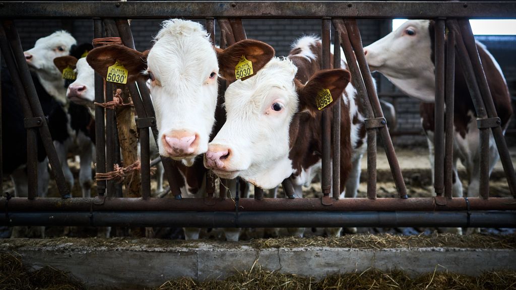 Foto: Provincie Utrecht wil in 2027 van het stikstofslot met nieuw plan