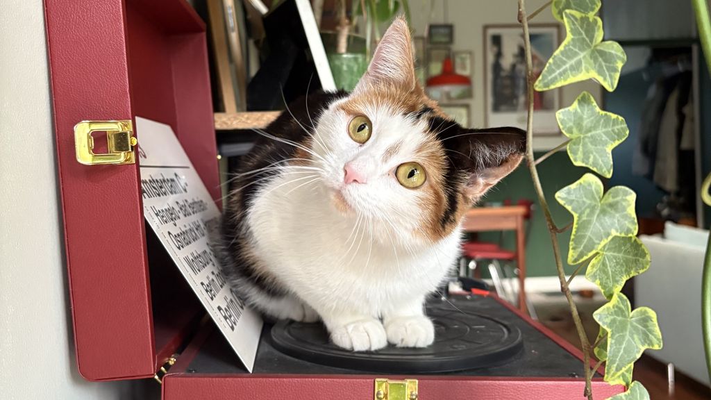 Foto: Huiskat kwam veel later naar Europa dan gedacht