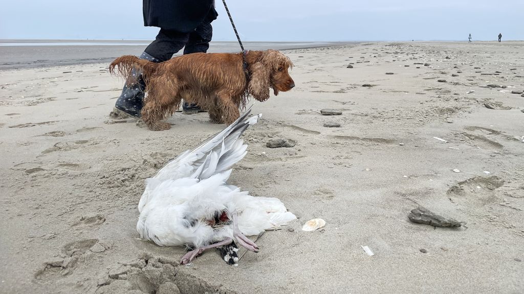 Foto: Moeten mensen zich zorgen maken om de vogelgriep?