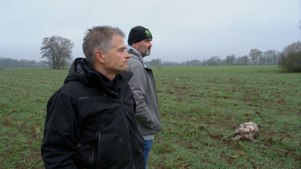 Barneveld is de wolf helemaal zat en komt met een petitie