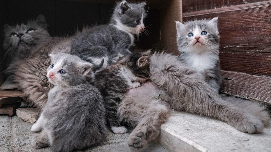 Foto: Voor het eerst in Nederland jonge katjes besmet met vogelgriep