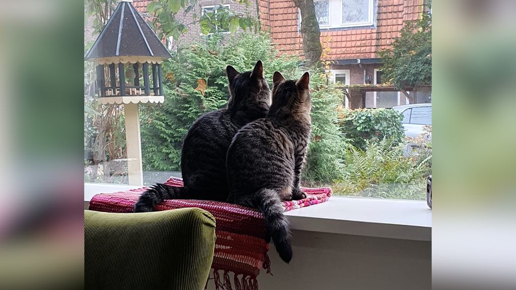 Foto: Jonge katjes dood door vogelgriep, moeten de baasjes zich zorgen maken?