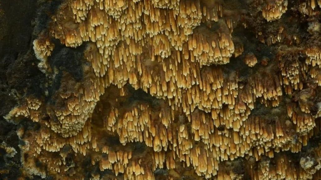 Foto: Zeer zeldzame geurende stekelkorstzwam aangetroffen bij Den Helder