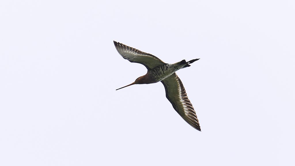 Foto: De grutto blijft in gevaar: herstel populatie gaat te langzaam