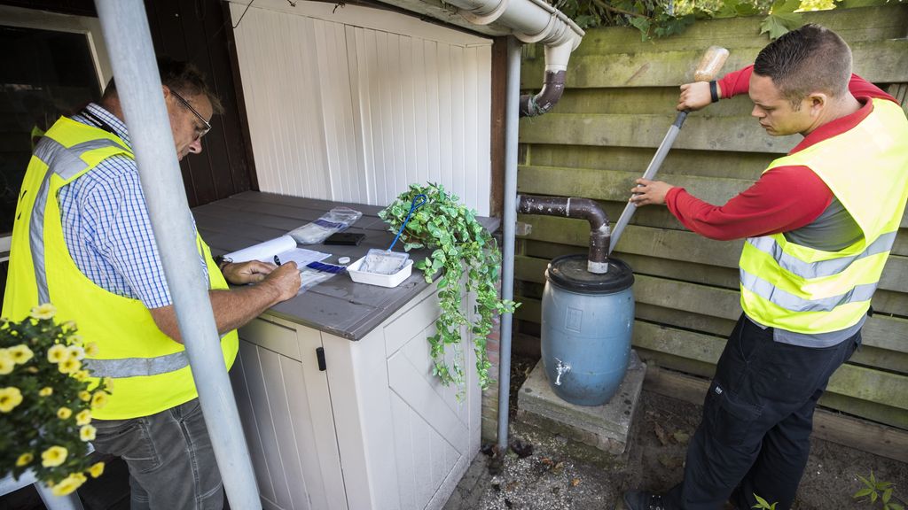 Foto: Tijgermug waarschijnlijk binnen vijf jaar permanent hier en dan niet meer uit te roeien 