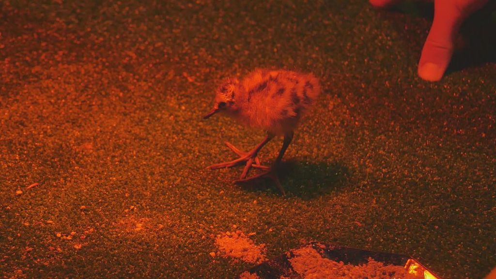 Nieuw onderzoek moet uitwijzen waar gruttokuikens kunnen overleven