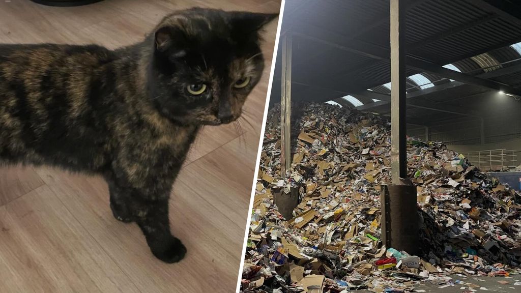 Foto: Vermiste poes na avontuur in papiercontainer teruggevonden bij recyclingbedrijf