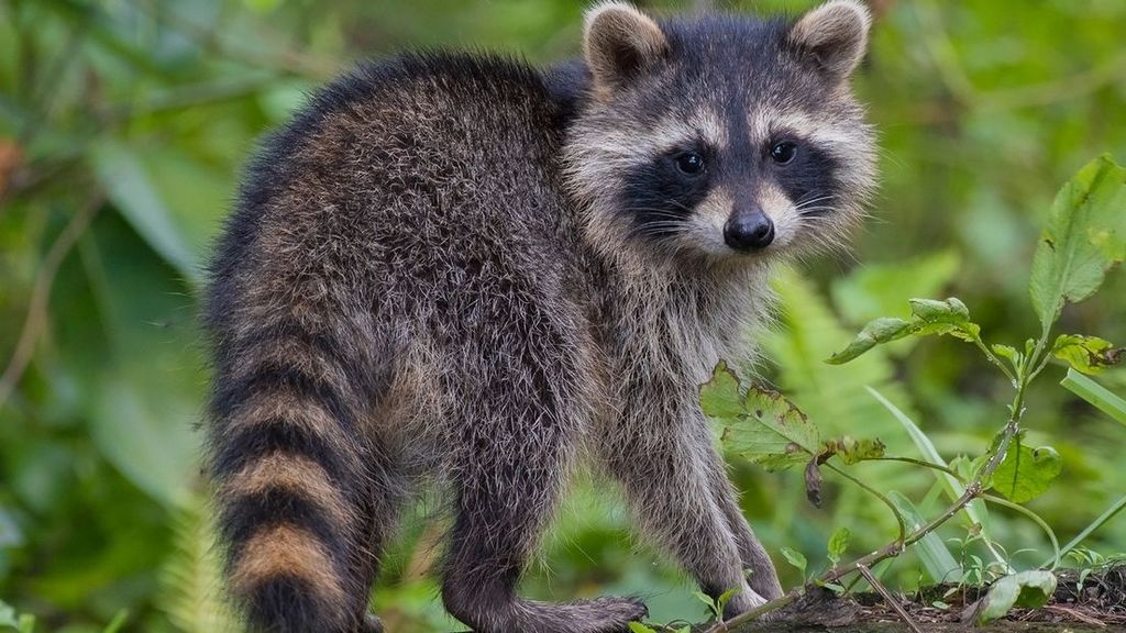 Foto: Limburg blijft worstelen met bestrijding van de schadelijke wasbeer