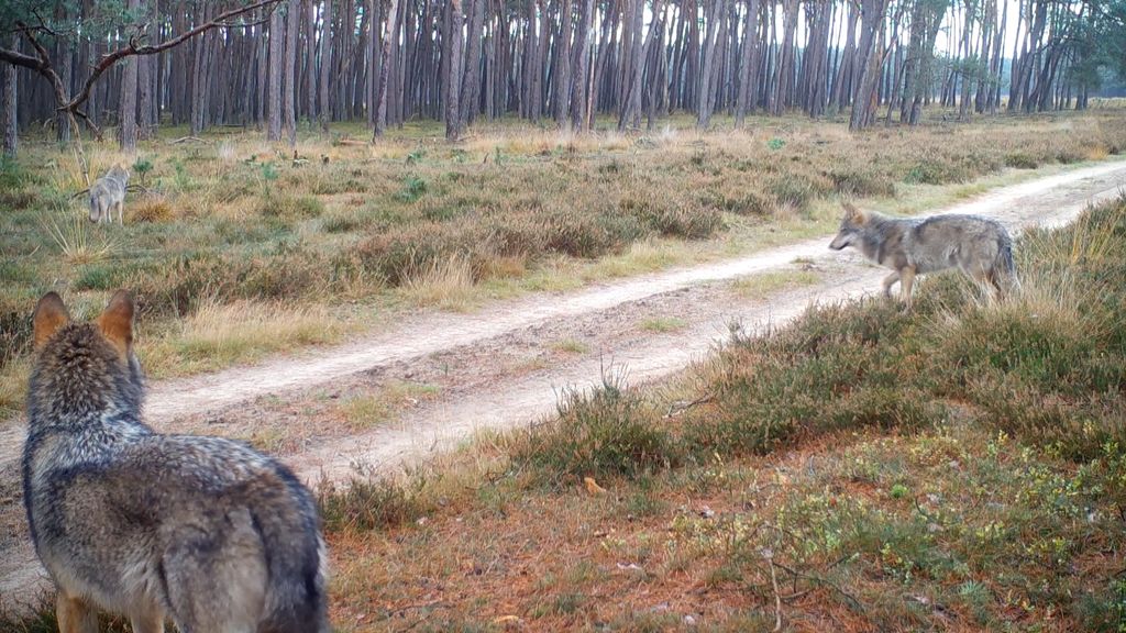 Foto: Ook provincie Drenthe wil 'probleemwolf' afschieten na aanvallen op schapen