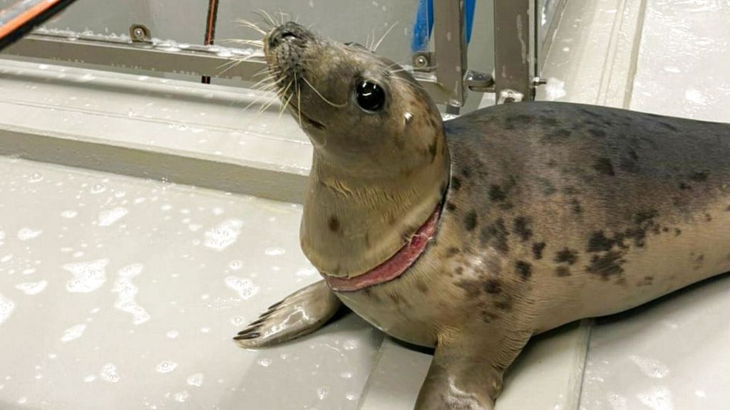 Foto: Zorgen over verstrikte zeehonden in Lauwersoog: 'Ruim je afval op!'