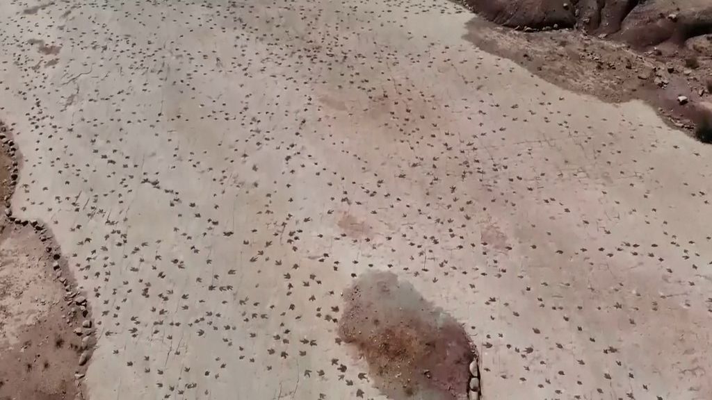 Foto: Paleontologen tellen 16.600 pootafdrukken van dino's in Boliviaanse Andes