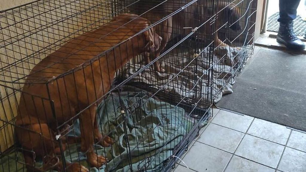Foto: Ruim 80 honden in beslag genomen en agent mishandeld bij fokkerij Paasloo
