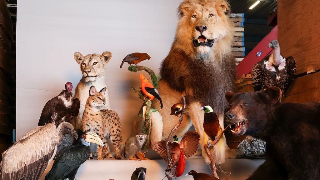 Foto: Opgezette leeuwen, apen en paradijsvogels in beslag genomen in Brabant