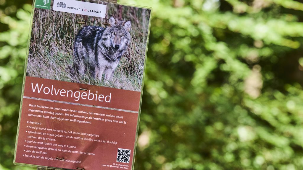 Foto: Gedode wolf op Utrechtse Heuvelrug was inderdaad probleemwolf, blijkt uit DNA