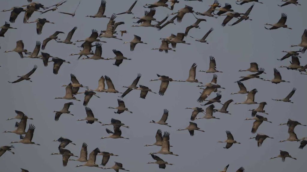 Foto: Peking ontpopt zich tot vogelparadijs dankzij natuurherstel en bescherming