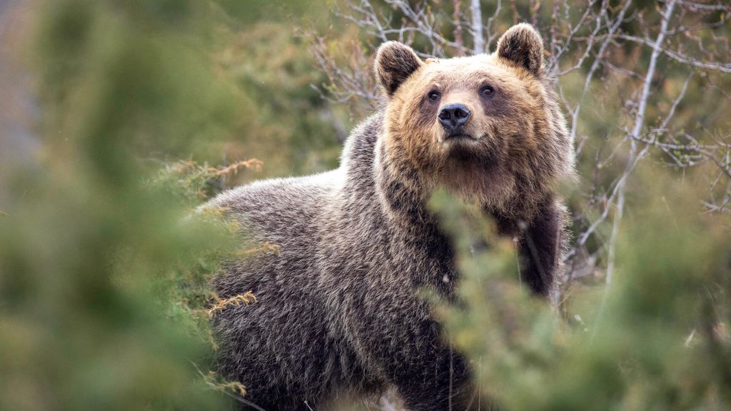 Beren in Apennijnen door intensief samenleven met mens minder agressief