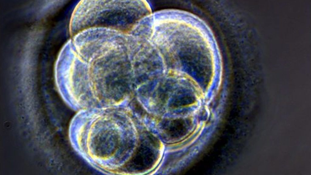 Tweede Kamer stemt in met kweek van menselijke embryo's voor onderzoek