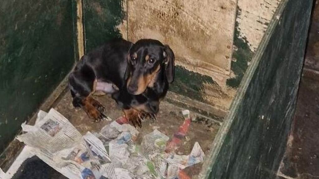 Tientallen verwaarloosde honden weggehaald bij Gelderse fokker