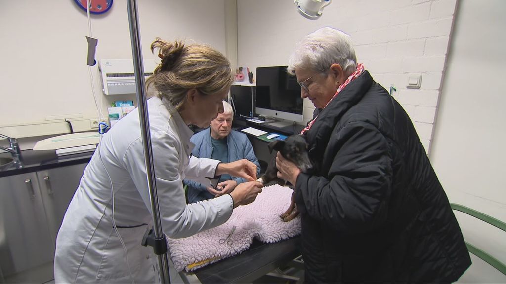 Foto: Baasje heeft veel over voor huisdier, moet beter worden beschermd tegen hoge kosten