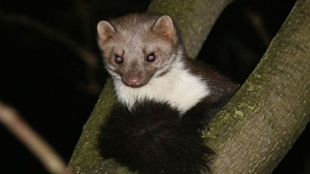 Foto: Jagers in Friesland mogen 250 steenmarters doden om weidevogels te redden