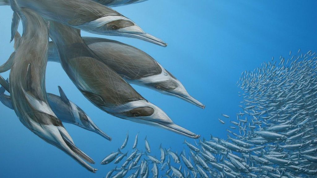 Foto: Nieuwe dolfijn ontdekt in Westerschelde, wel al heel lang geleden uitgestorven