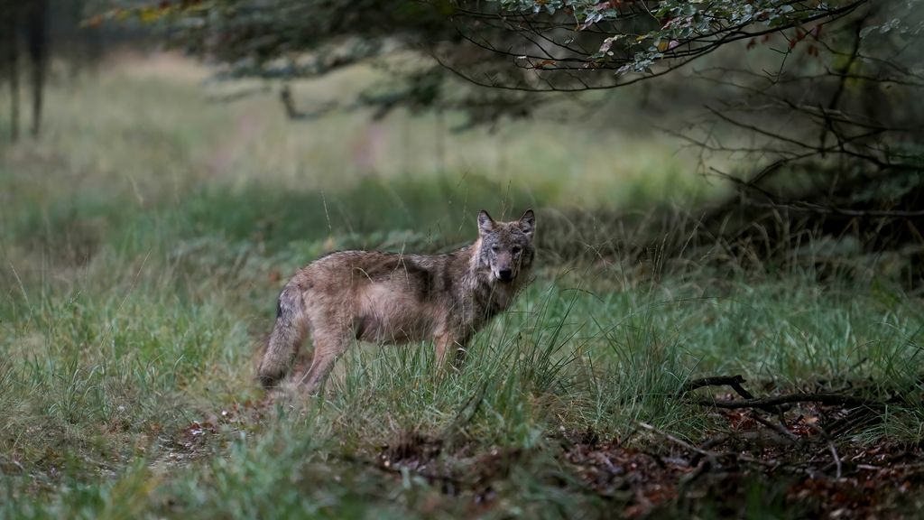 Foto: Gelderland mag wolf die hardloopster beet niet meer afschieten