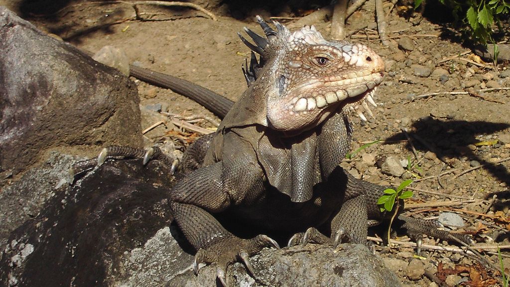 'Date-eiland' voor bedreigde hagedissen groot succes