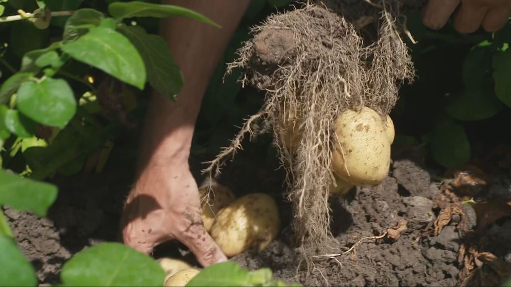 Foto: Aardappelprijs blijft dalen, prijs richting nulpunt