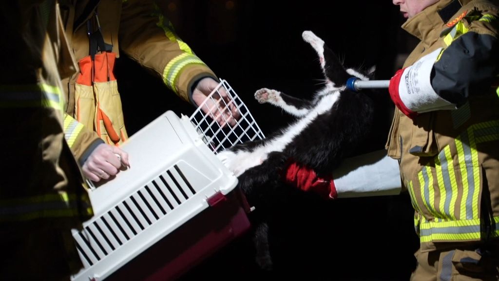 Kat reist 70 kilometer onder de motorkap mee