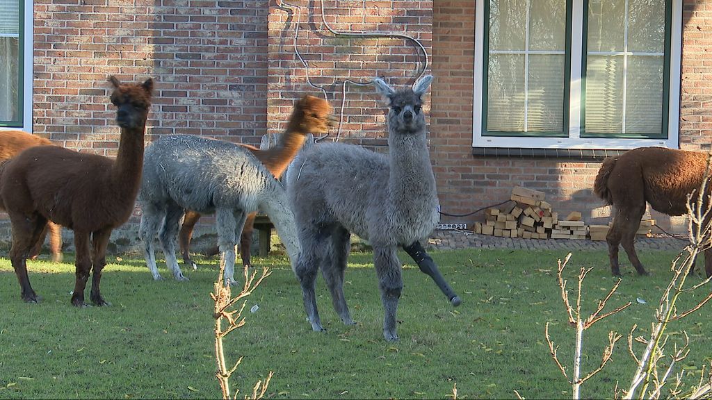 Lama-veulen Thalissa krijgt een kunstpoot: 'Nog nooit meegemaakt'