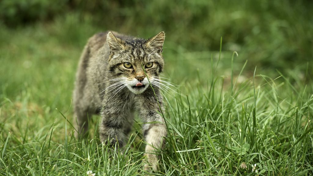 Scottish Wildcat