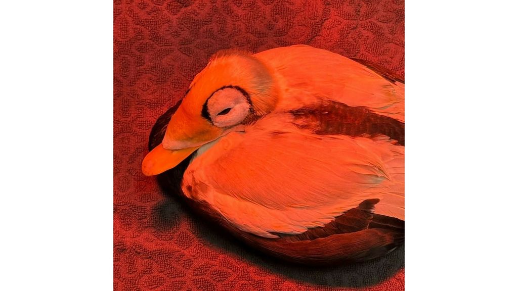 Foto: Zeldzame brileider in kritieke toestand in opvang