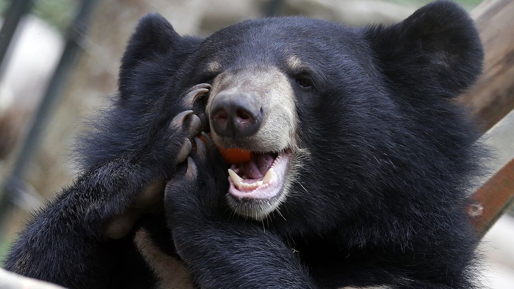 Foto: Beren fokken voor hun gal voortaan verboden in Zuid-Korea