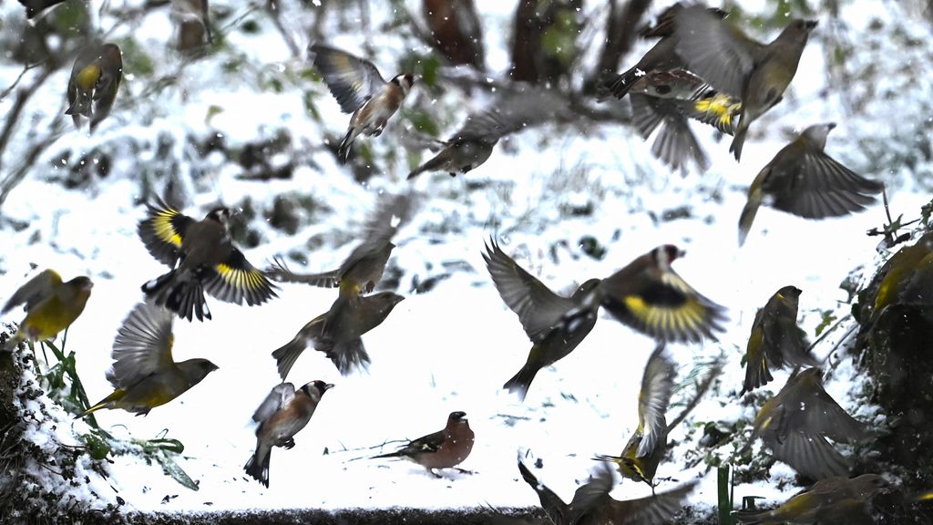 Foto: Sneeuw hoort bij Nederlandse winter, maar wordt steeds zeldzamer