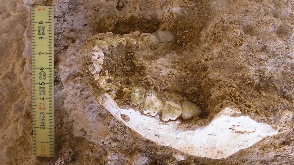 Fossielen uit grot Marokko bieden nieuw inzicht in evolutie moderne mens